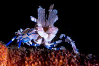 Harlequin Crab