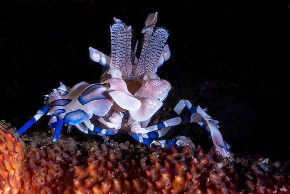 Harlequin Crab