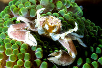 Porcelain Crab