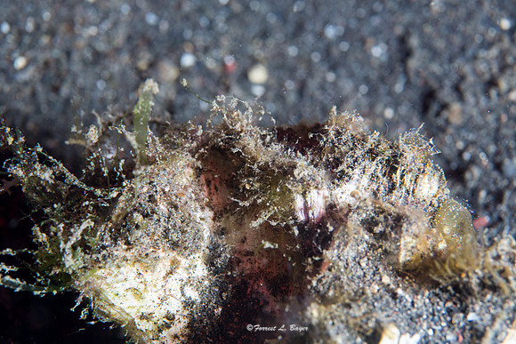 Stonefish