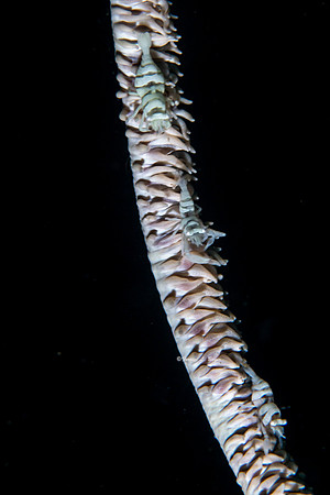 Black Coral Shrimp