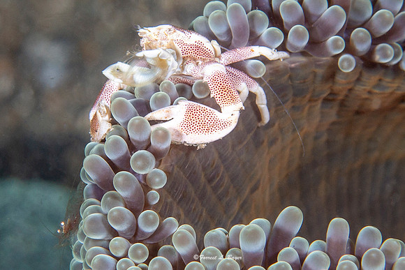 Porcelain Crab