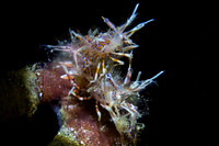 Tiger Shrimps