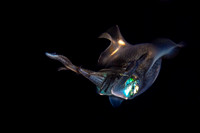 Squid