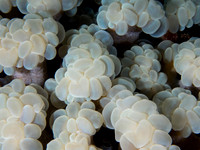 Bubble Coral