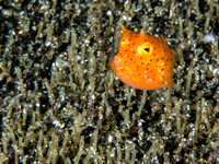Juvenile Box Fish
