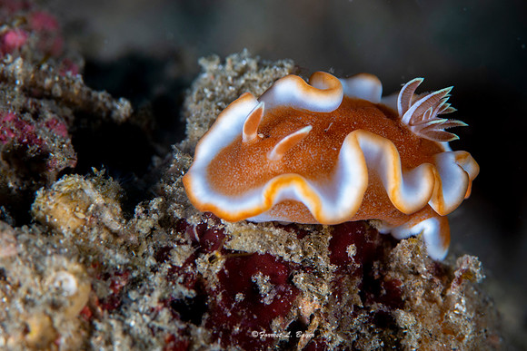 Nudibranch