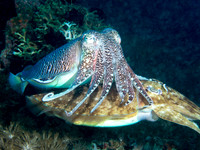 Cuttle Fish Mating
