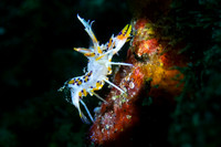 Tiger Shrimp Lembeh Indonesia