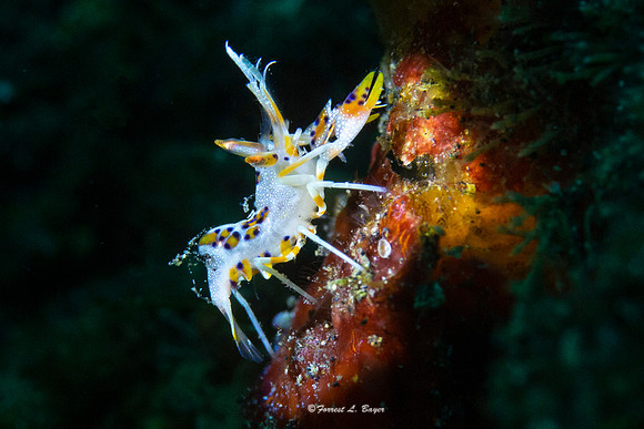 Tiger Shrimp