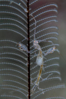 Skeleton Shrimp