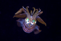Squid