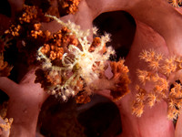 Decorator Crab