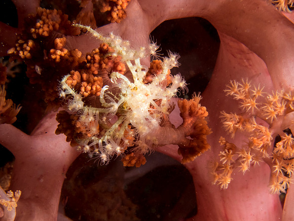Decorator Crab