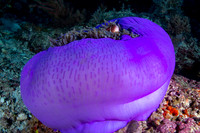 Skunk Anemone Fish