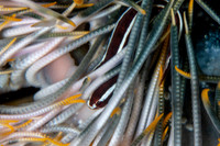 Cling Fish