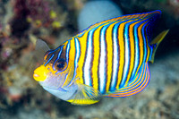 Regal Angle Fish