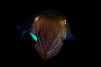 Squid