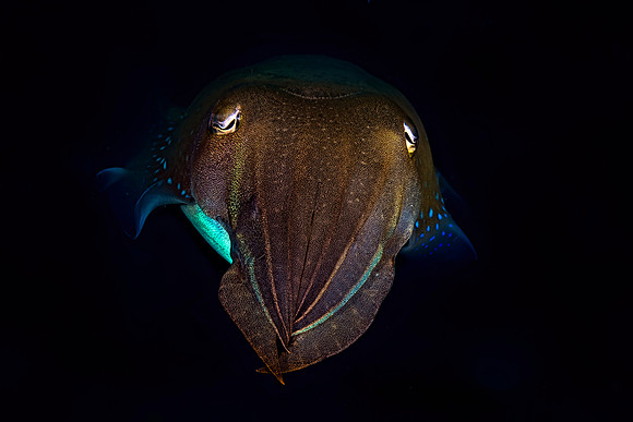 Squid
