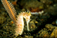 Thorny Seahorse