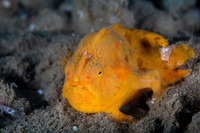 Orange Frogfish