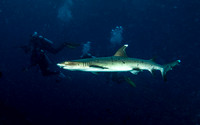 White Tip Shark