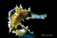 Seahorse