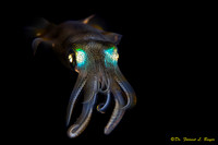 Squid