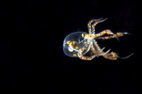 Wunderpus Octopus Larve