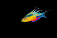 Flashlight Wrasse