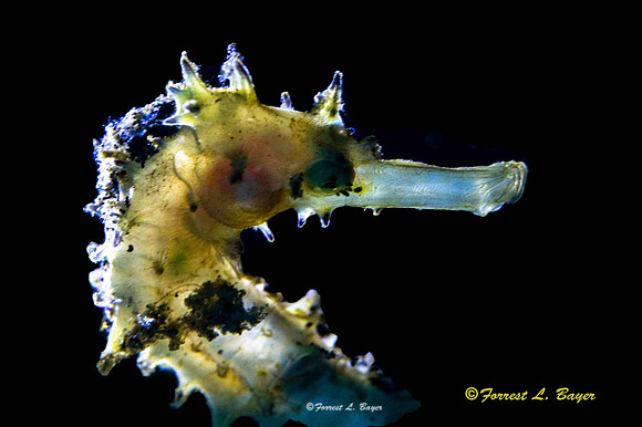 Sea Horse