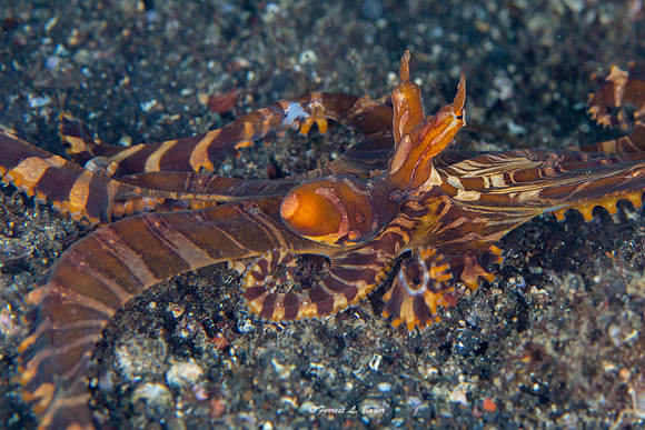 Wonderpus Octopus