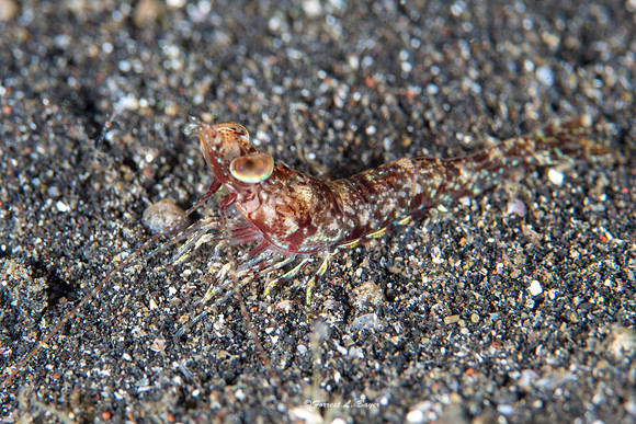 Humpback Shrimp