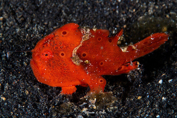 Warty Frog Fish