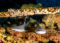 Two White Tip Sharks