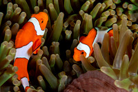 Clown Anemone Fish