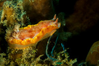 Spanish Dancer