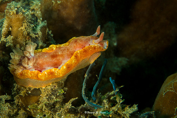 Spanish Dancer