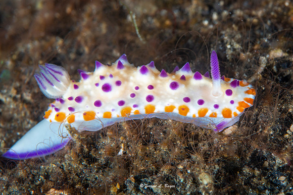 Nudibranch