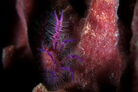 Hairy Crab
