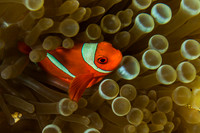 Anemone Fish