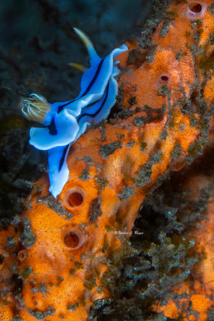 Chromodoris sp Nudibranch
