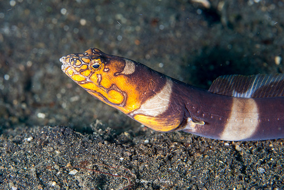 Snake Eel