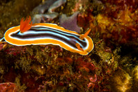 Chromodoris Magnifa