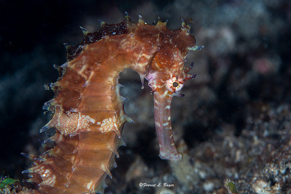 Thorny Seahorse