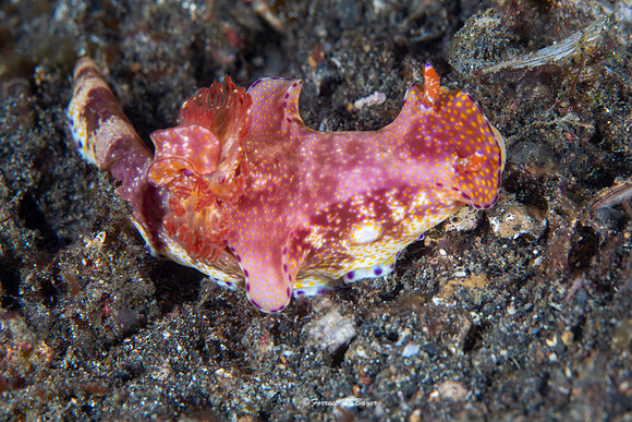 Ceratosoma Trilobatum Nudibranch