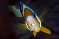 Lembeh Straights Macro Land