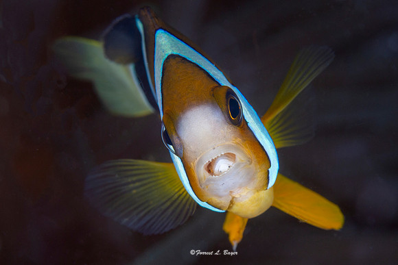 Anemone Fish