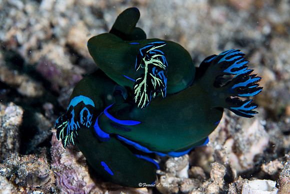 Tambja morosa Nudibranchs