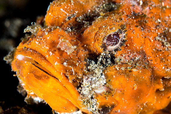 Flasher Scorpion Fish